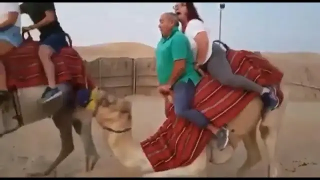 A Seat On A Camels/Elephants Back